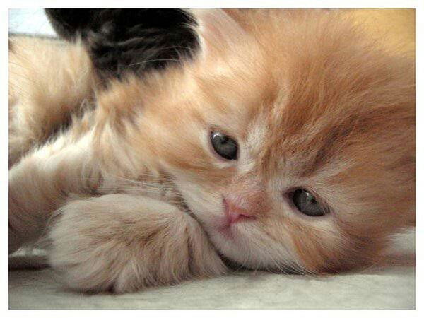 Арина Камнева