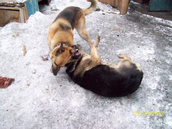 Анна Галанова