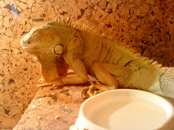 Саша Деревянко