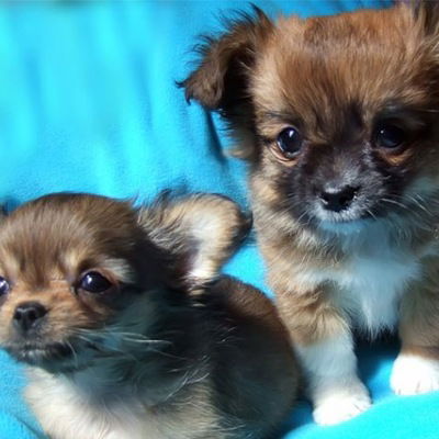 Юлия Анохина