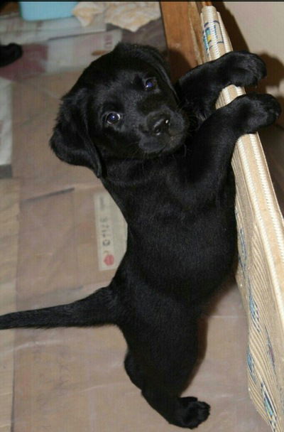 Лёха Черемисов