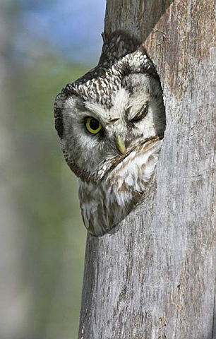 Оксана Рогозина