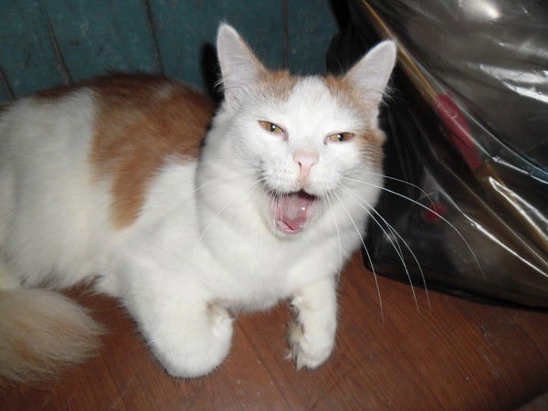 Михаил Богданов