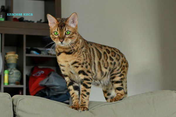 Сергей Васильев