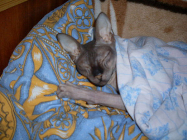 Денис Некрасов