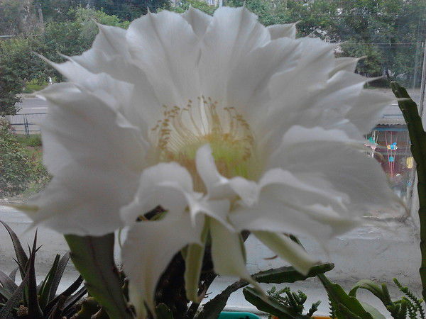 Татьяна Завалина