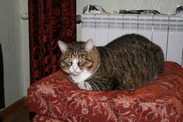 Иоанна Вязовая