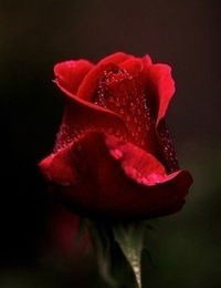 Юлия Юльченко