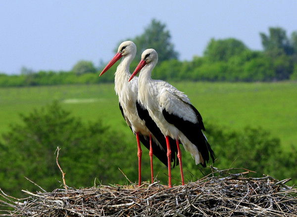 Ориент Экспресс