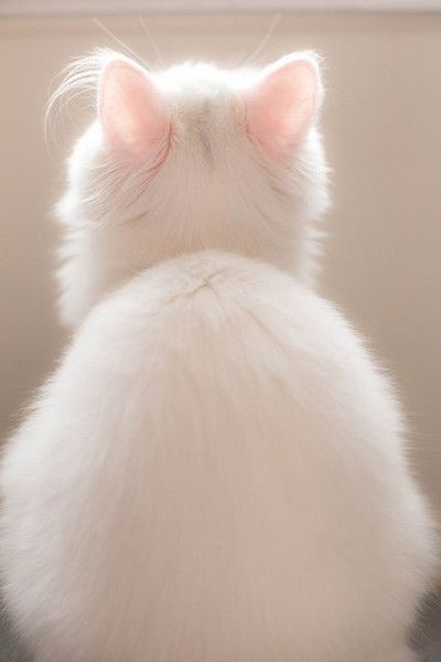 Гульнара Курманова