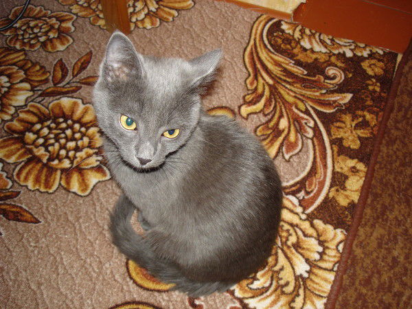 Марина Суренкова