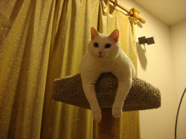 Архипова Светлана