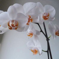 Эльвира Ханова