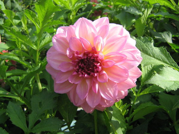 Зинаида Старцева