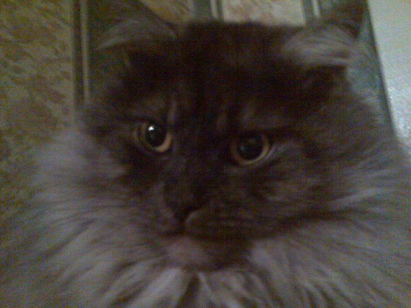 Инна Шумакова