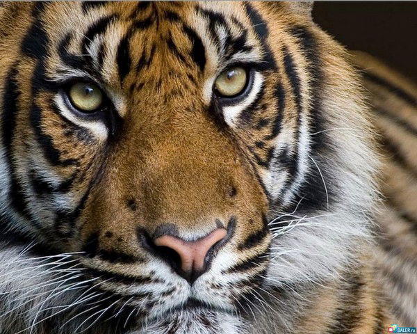 Евгений Зотов