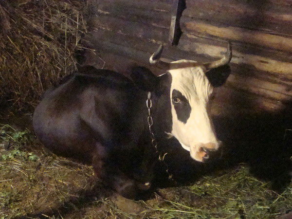 Настя Аникеева