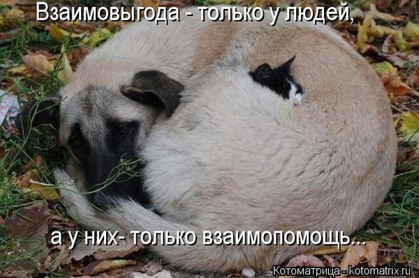 Серый Мурза