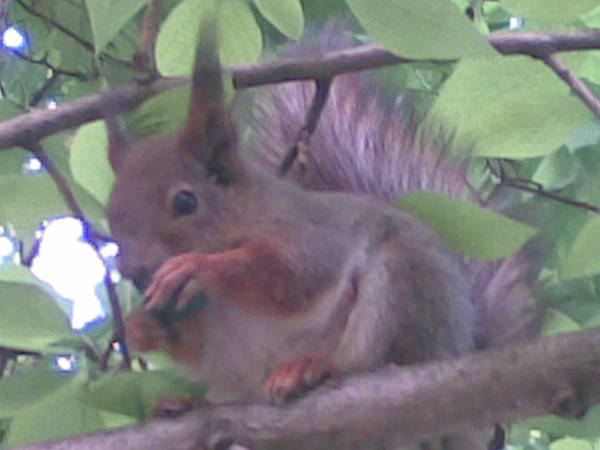 Ирина Петрухина