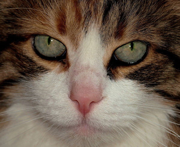 Светлана Алещенко