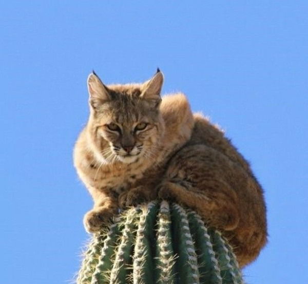 Наталья Байкова