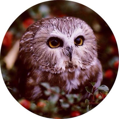 Кристина Харченко