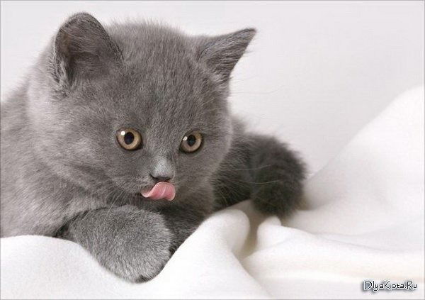 Ольга Тихомирова