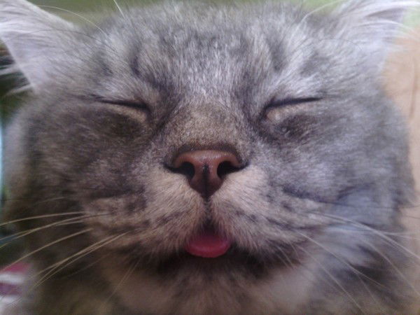 Александр Лоскут