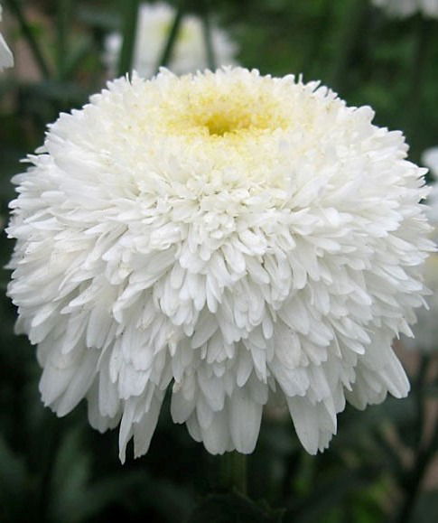 Любовь Кононенко