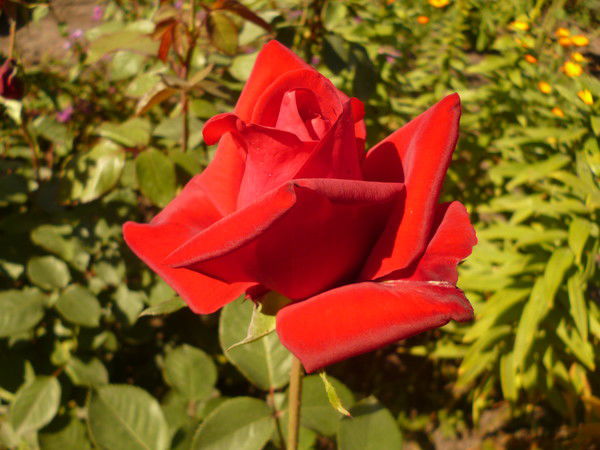 Наталья Софронова