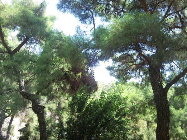 Анна Халилова (Заговеньева)