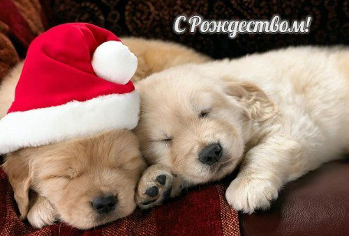 Елена Прокопенко