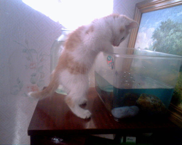 Елена Мурзина