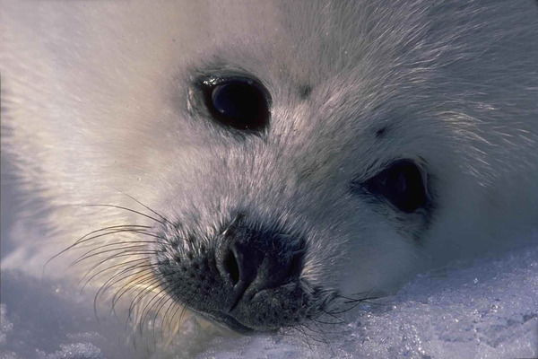 Сергей Олянин