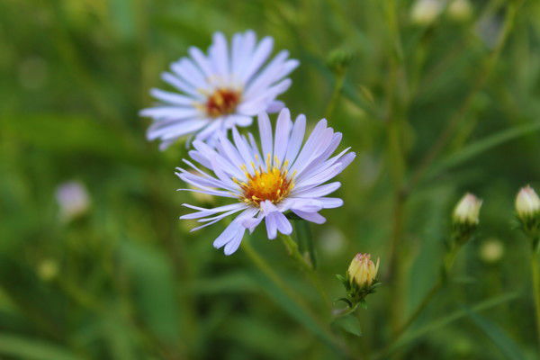 Наталья Тихонова