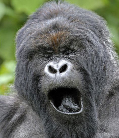 Евгений Борисов