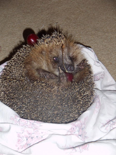 Ольга Самарина