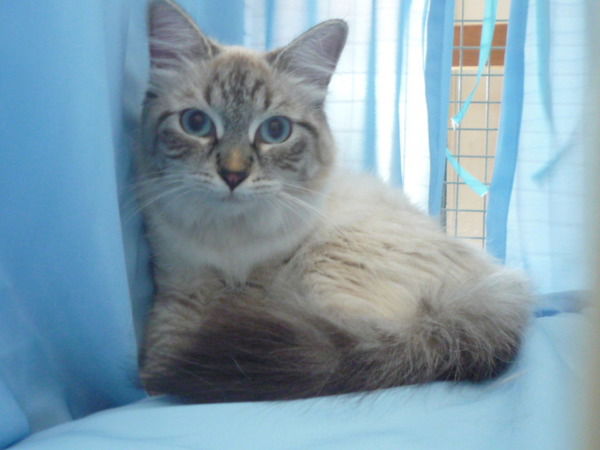 Татьяна Пифагорова