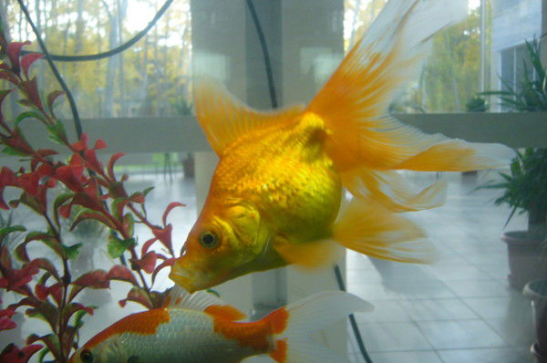 Ольга Максимова