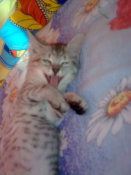 Люция Аллаярова