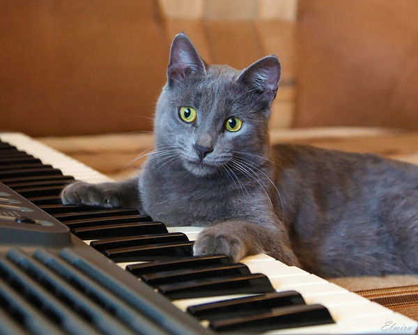 Александр Гоц