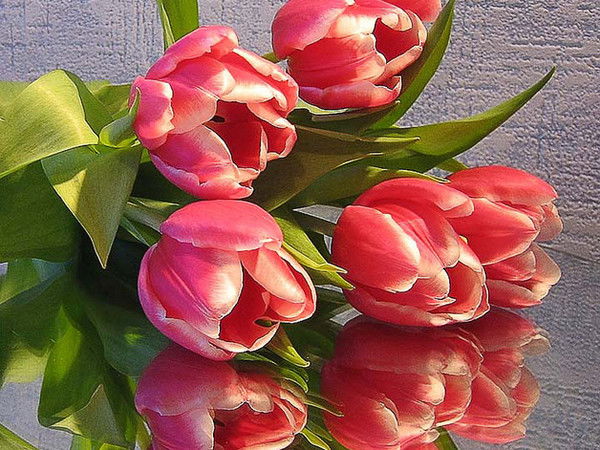 Лена Золотова