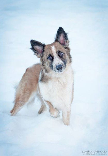 Ляська Пушистая