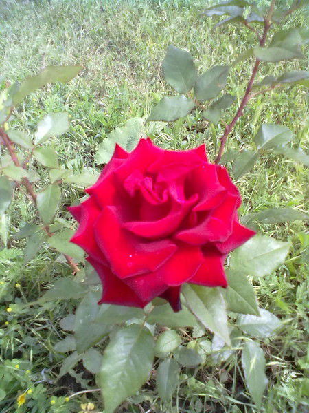 Надежда Сосновская