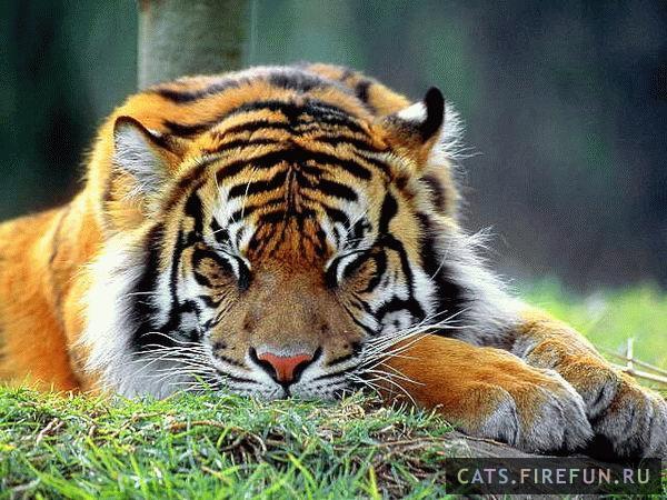 Валентин Петров