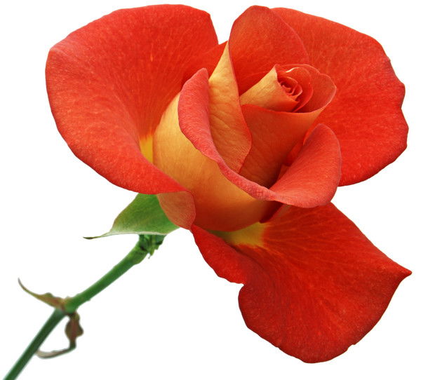 Наталья Сиротина