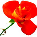 Наталья Сиротина