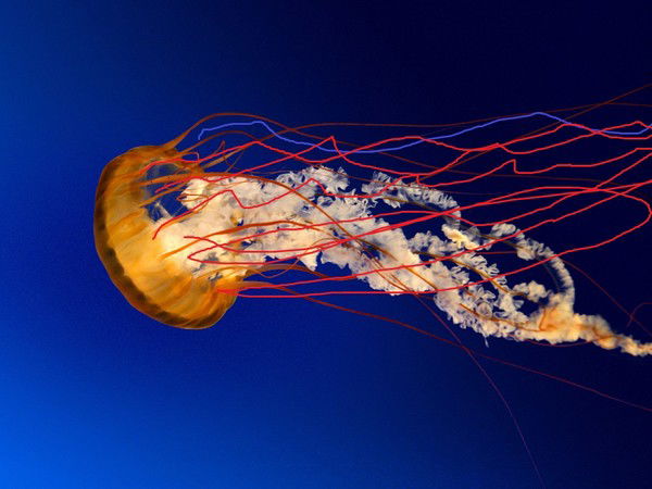 Сарвар Тур Комплектовка