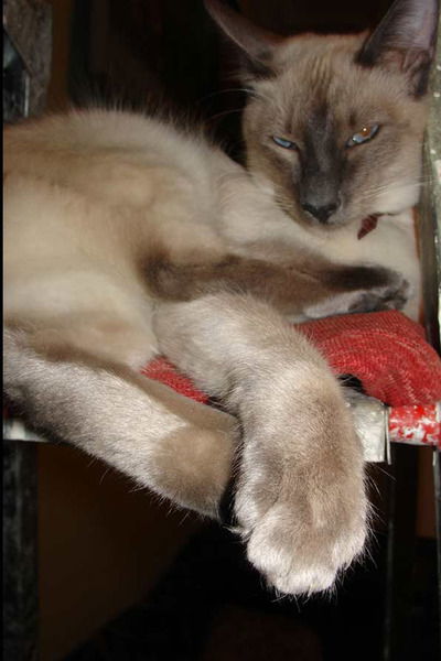 Ольга Реброва