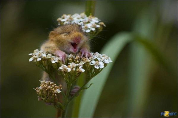 Наталья Воищева